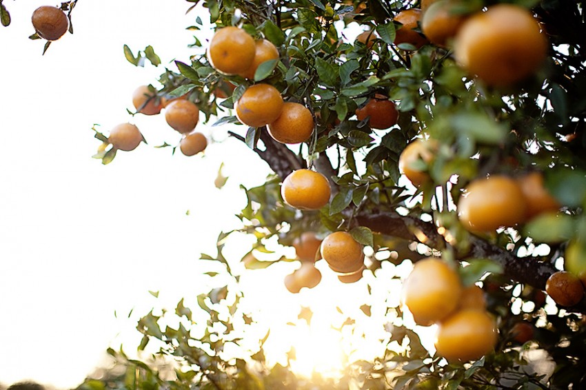 Sunshine and Oranges CHAR co.